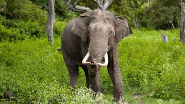 Elephant Found Dead in Forest in Raigarh; Sixth Fatality in Four Months